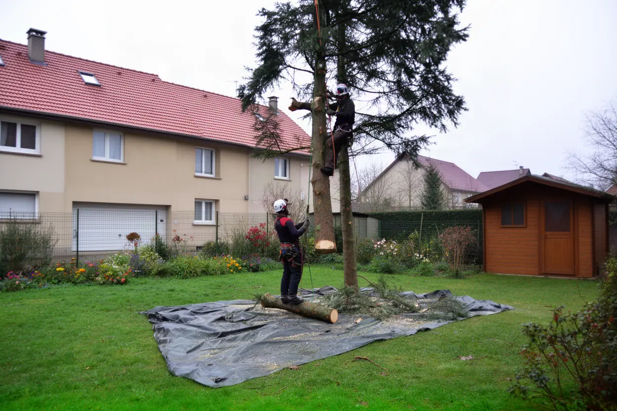Abattage contrôlé d'un arbre près d'une maison à Pfastatt