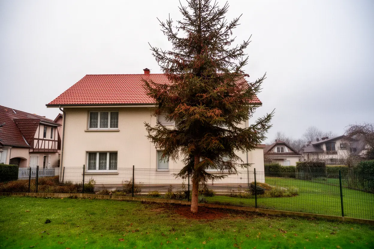Sapin dépérissant près d'une clôture à Pfastatt avant abattage