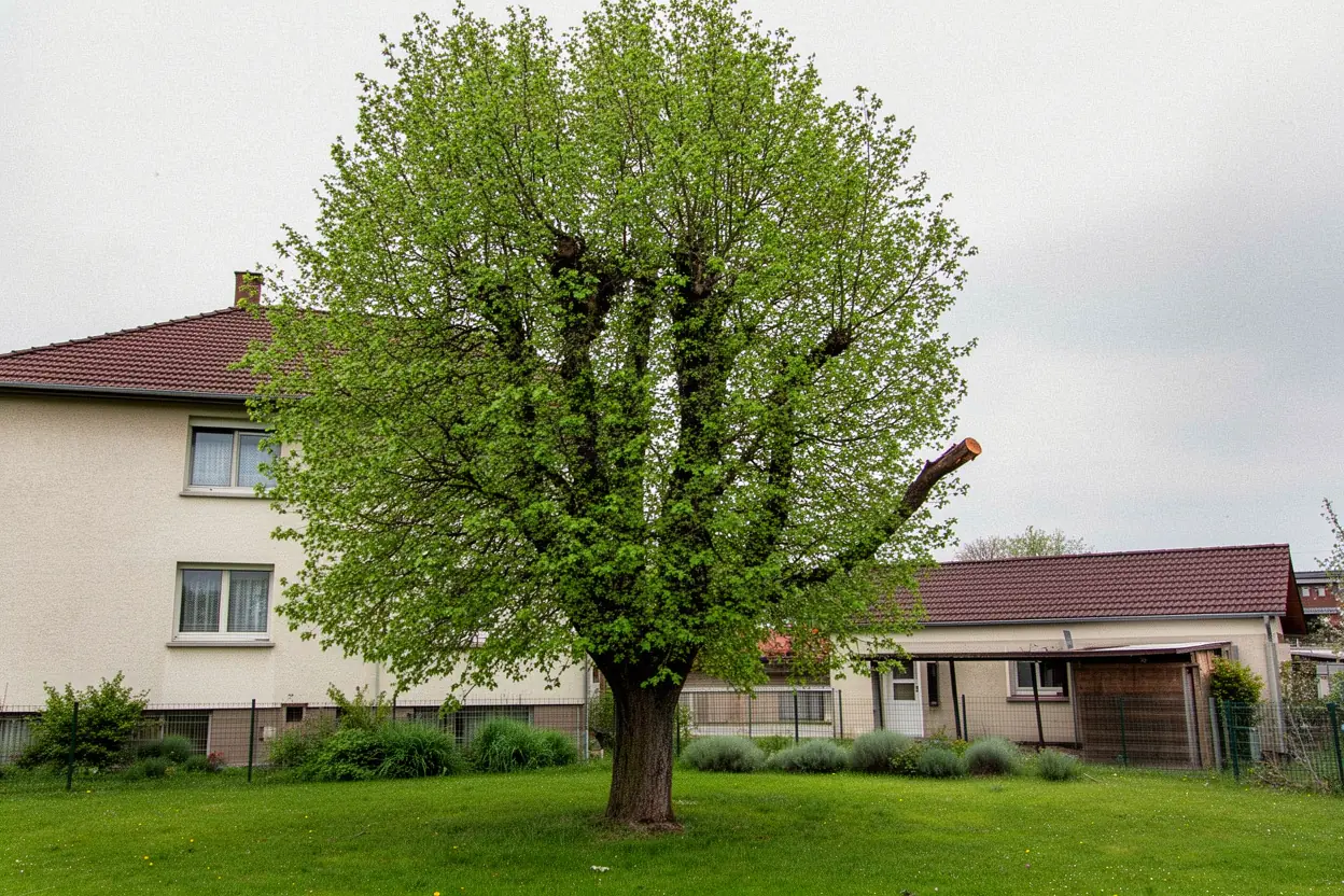 Houppier allégé après intervention du grimpeur à Brunstatt-Didenheim