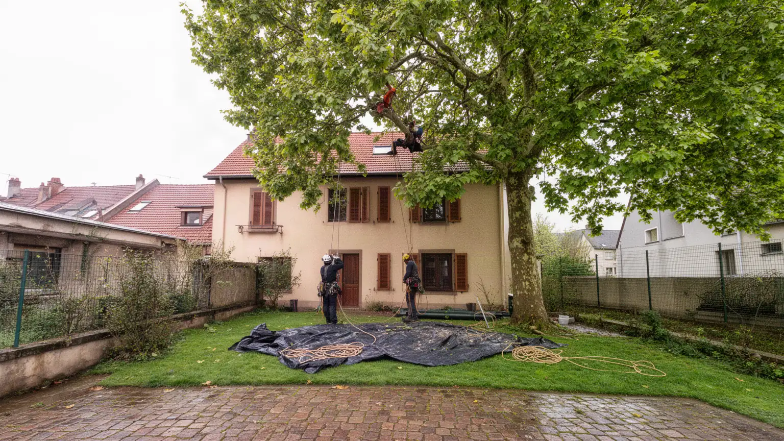 Prix et tarifs d'un élagage à Mulhouse — combien coûte un élagueur ?